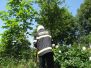 Likvidace hmyzu 17.6.2013