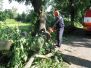 Spadlý strom ul. V Aleji 6.7.2012