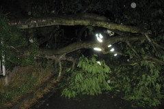 Spadlý strom v ul. Na Obci 22.6.2011